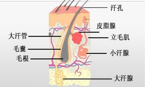 目前腋臭根治技术推广情况报告
