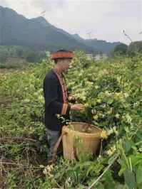 金秀瑶族灯草灸疗法 瑶医药非物质文化遗产传承人---赵衷民