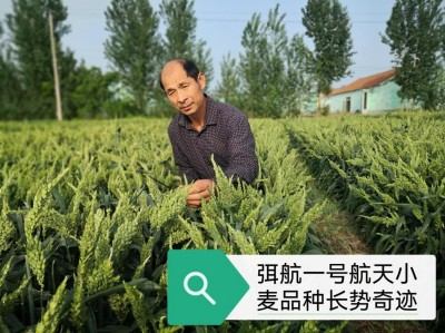 麦海逐梦守初心 科技兴农担使命 ——记小麦育种专家弭尚岭的奋斗征程