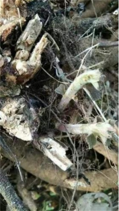 国宝级中医——夏孔彪